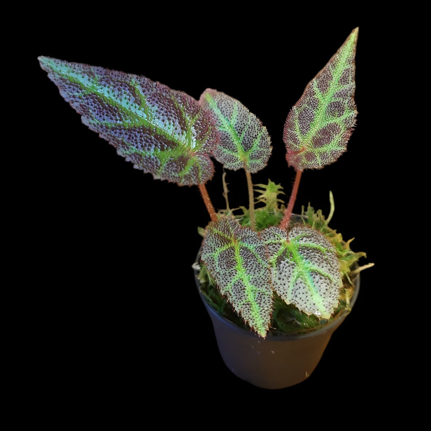 Begonia Sumatra utara
