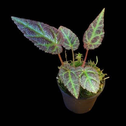 Begonia Sumatra utara