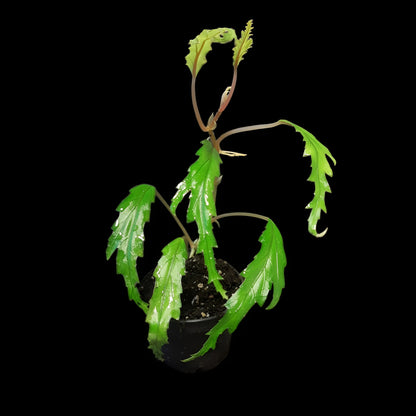 Begonia henrilaportei (Miniaturbegonie)