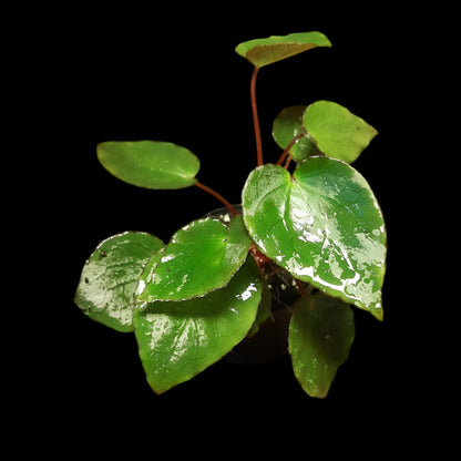 Begonia ferox