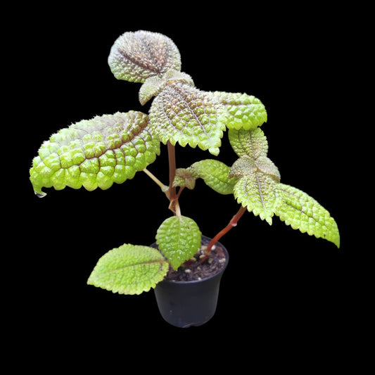 Pilea involucrata, Moon valley