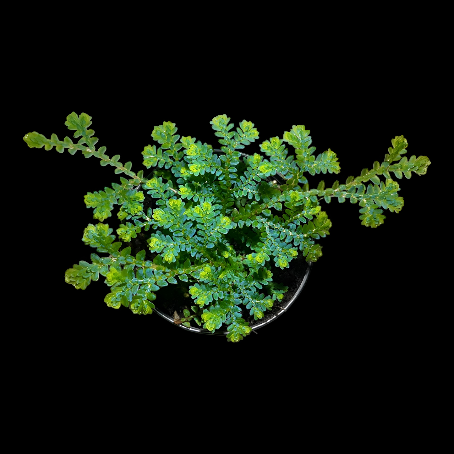 Selaginella uncinata, tropischer Bodendecker