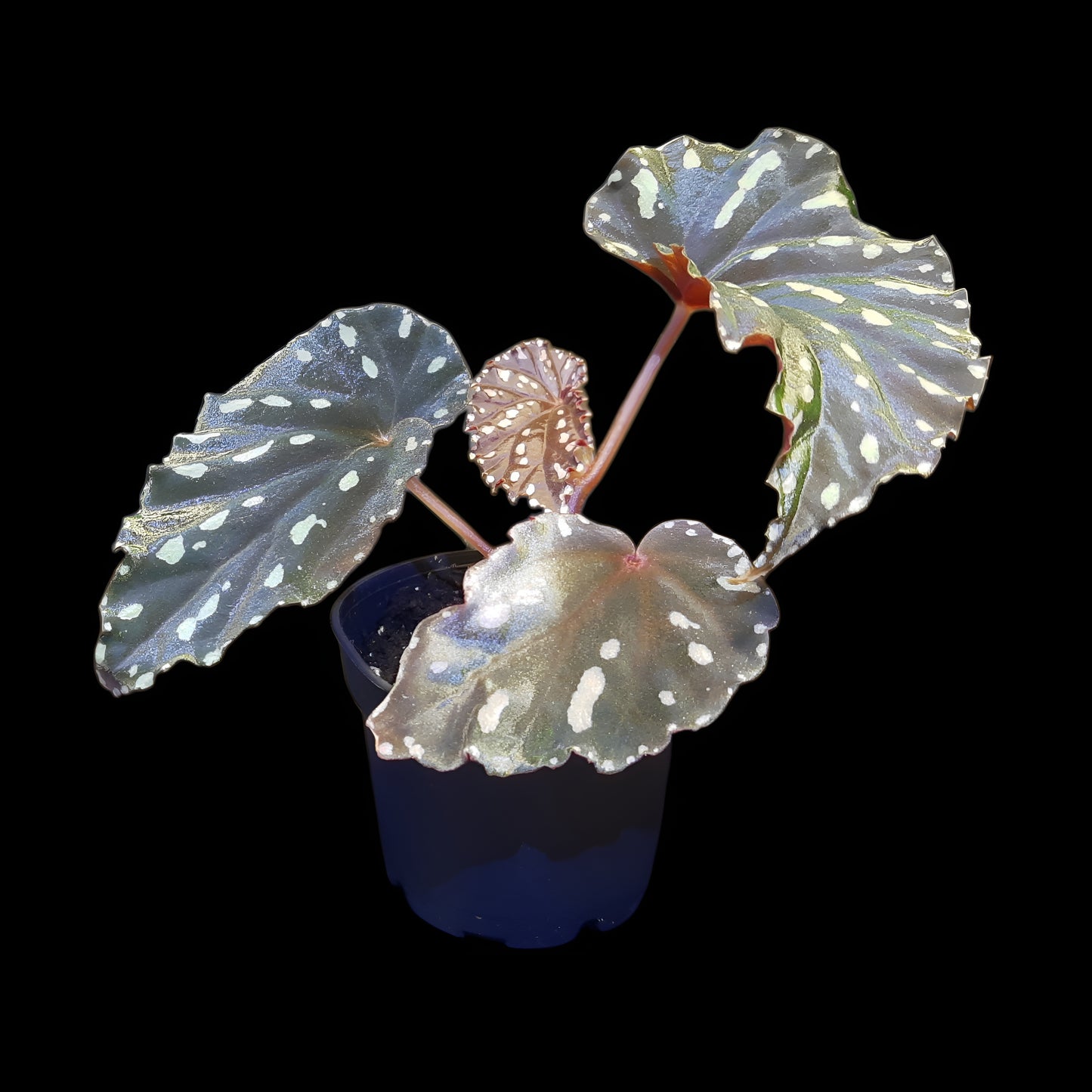 Begonia atricha