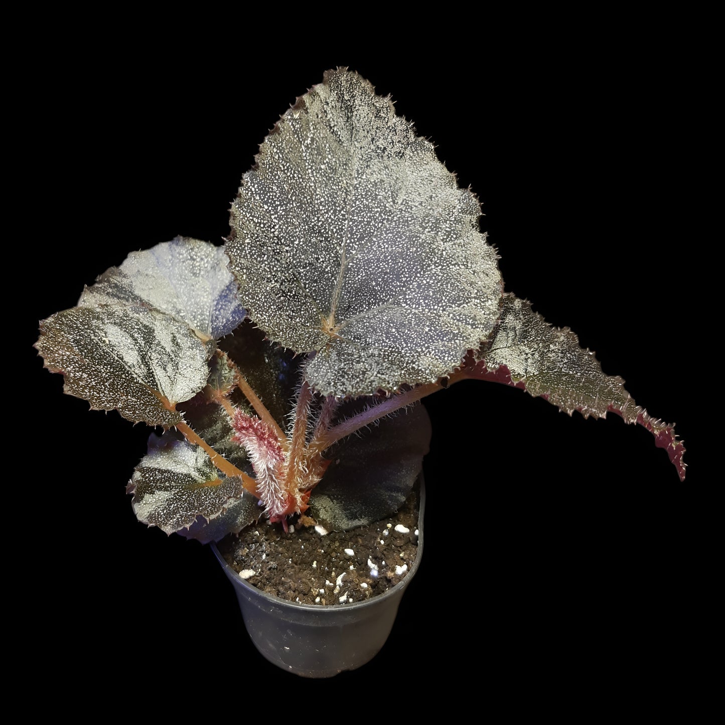 Begonia Taconite