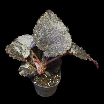 Begonia Taconite