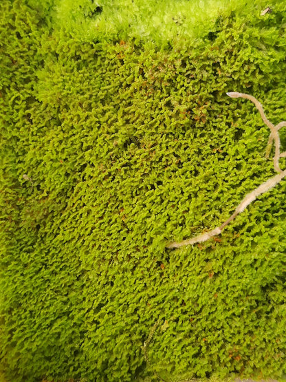 Rarität! Antrophyum cf. plantagineum, Mini Farn, (Bodendecker und Rückwandbegrünung)