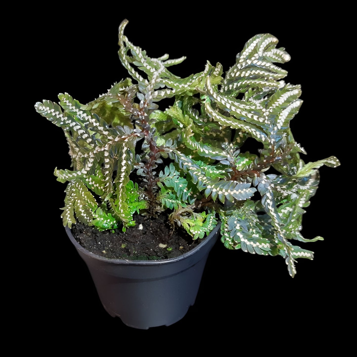 Selaginella picta