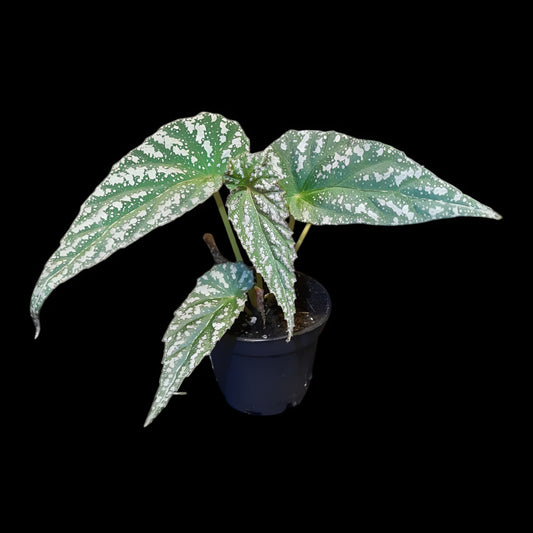 Rarität! Begonia lukuana