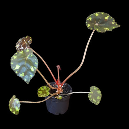 Begonia bowerae tiger
