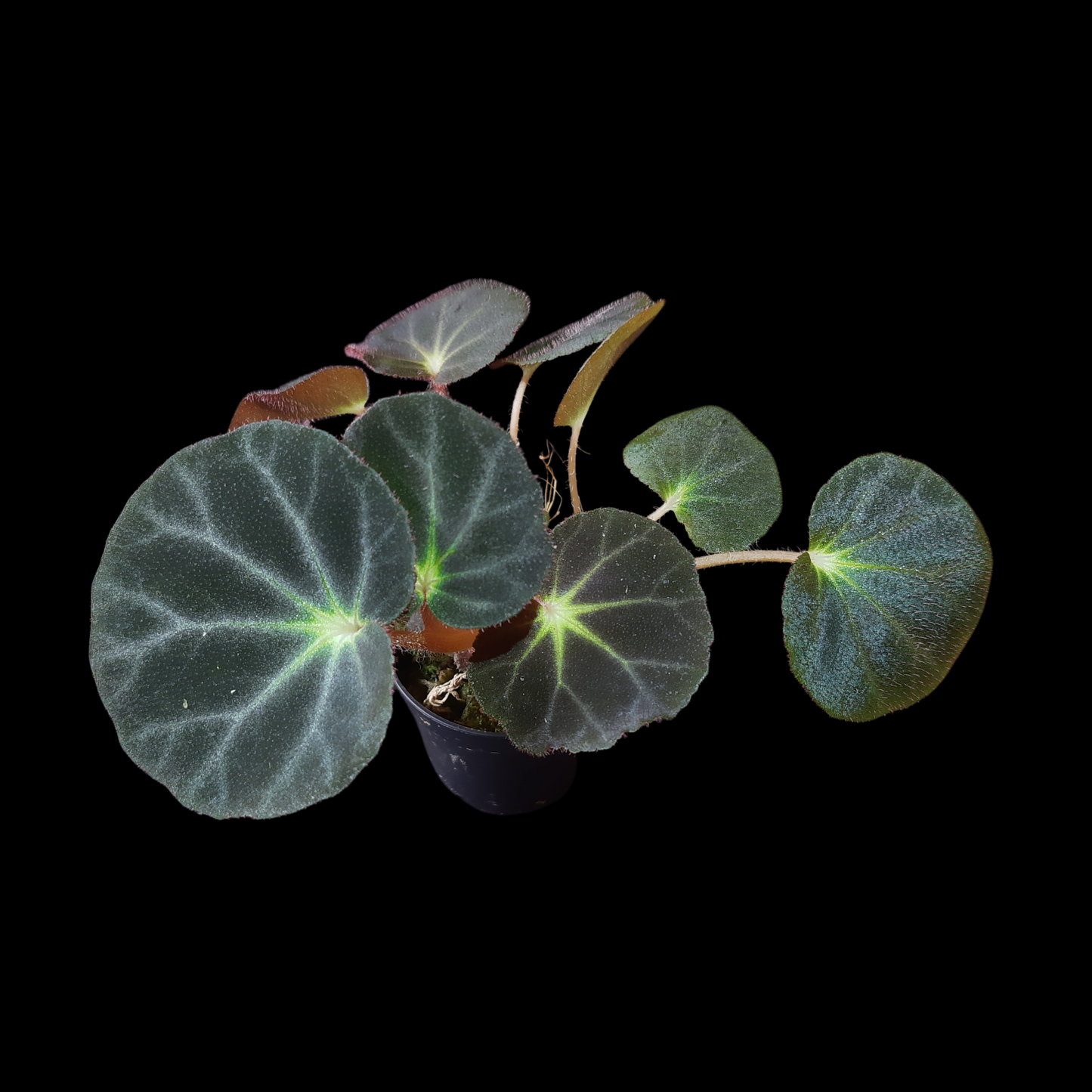 Rarität! Begonia subacida