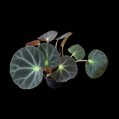 Rarität! Begonia subacida