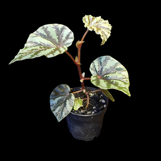 Begonia Irian Jaya, U682