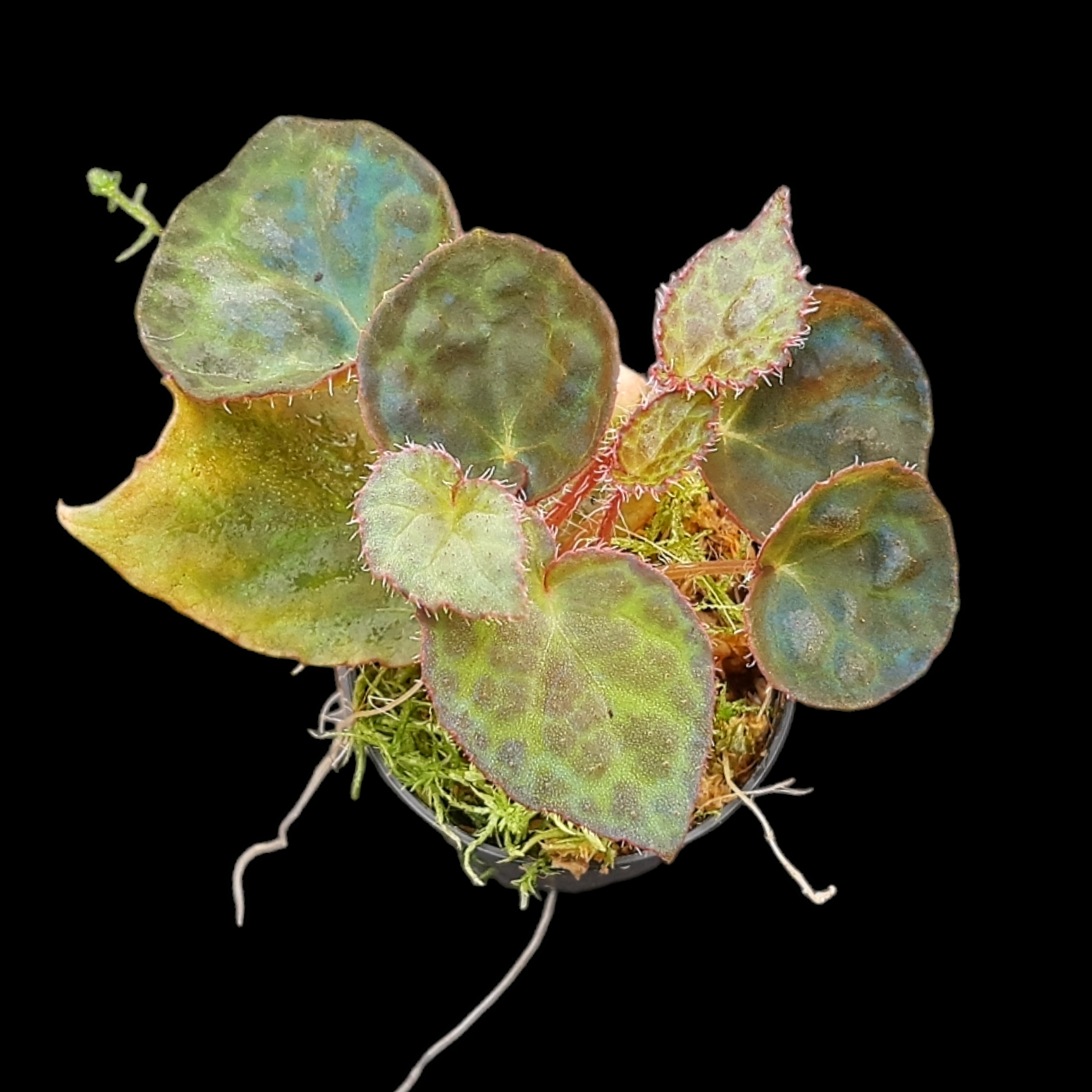 Rarität! Begonia rockii