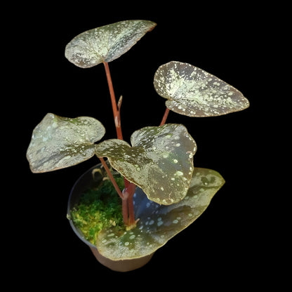 Begonia variablis