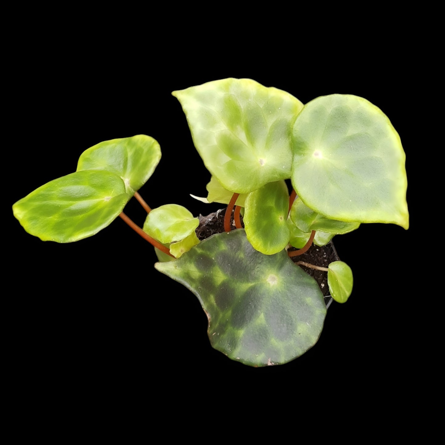 Begonia kingiana