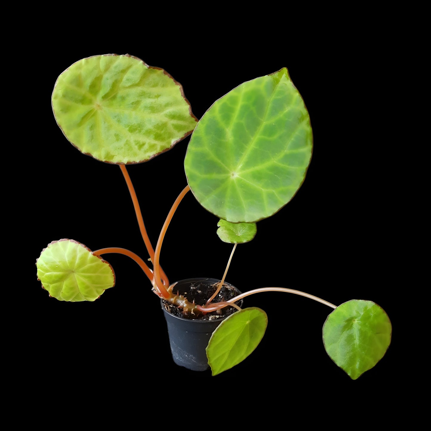 Begonia scapigera