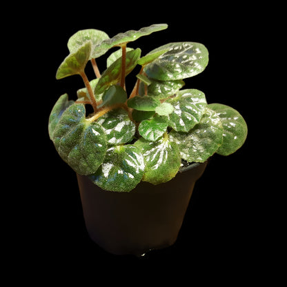 Begonia bullatifolia