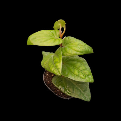 Piper ribesioides ,  Rankpflanze für Regenwald-Terrarien