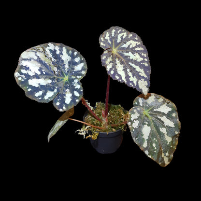 Begonia aiensis