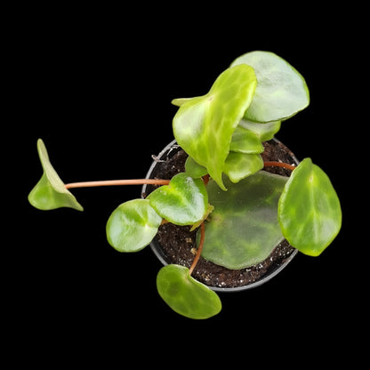 Begonia kingiana