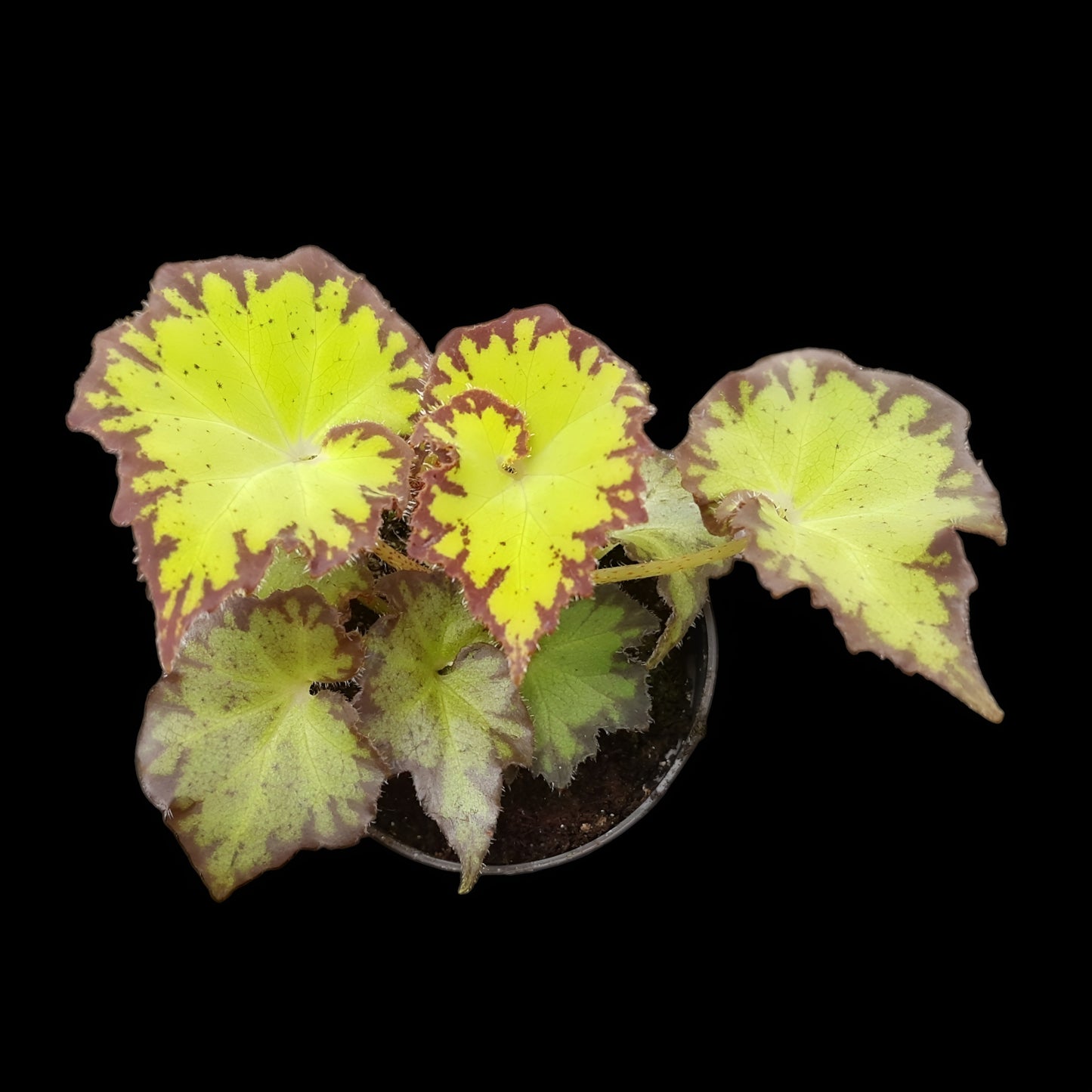 Begonia bowerae