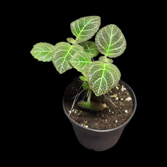 Pearcea hypocyrtiflora