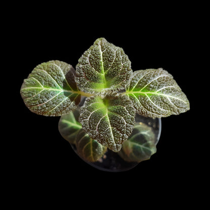 Pearcea hypocyrtiflora