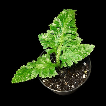 Selaginella umbrosa