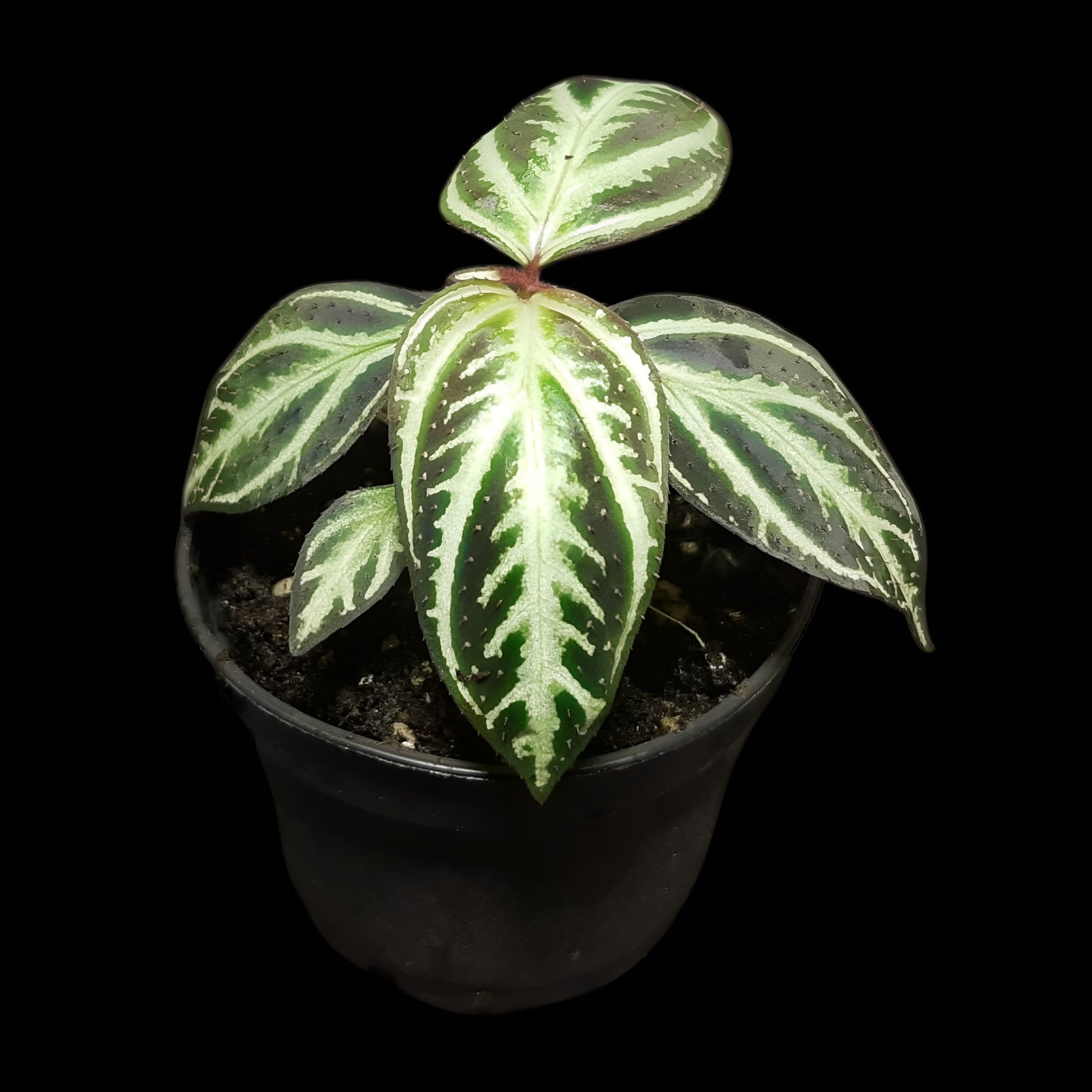 Sonerila sp. Sumatra