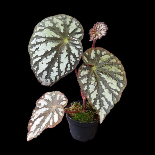 Begonia aiensis