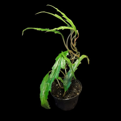 Begonia henrilaportei (Miniaturbegonie)