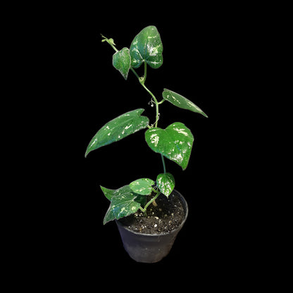 Piper sp. unkown, (Kalimantan, Borneo)