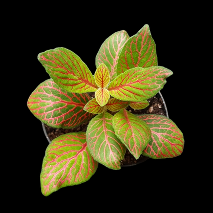 Fittonia skeleton