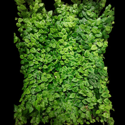 Ficus pumila minima, Rankpflanze für Regenwald-Terrarien