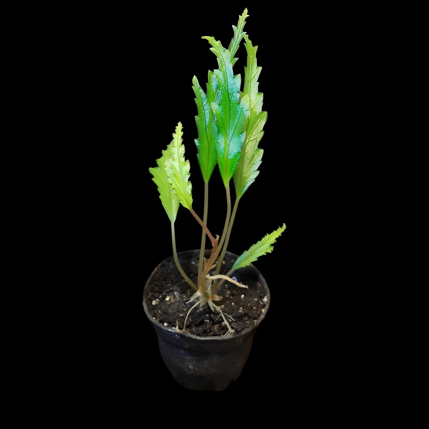 Begonia henrilaportei (Miniaturbegonie)
