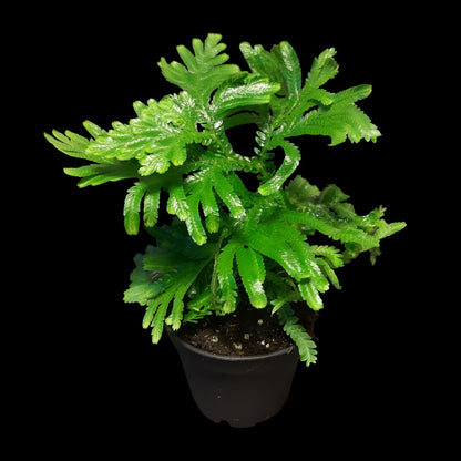 Selaginella suriname