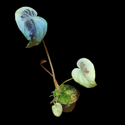 Begonia burkillii silver edge