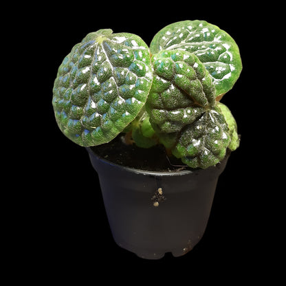Begonia bullatifolia