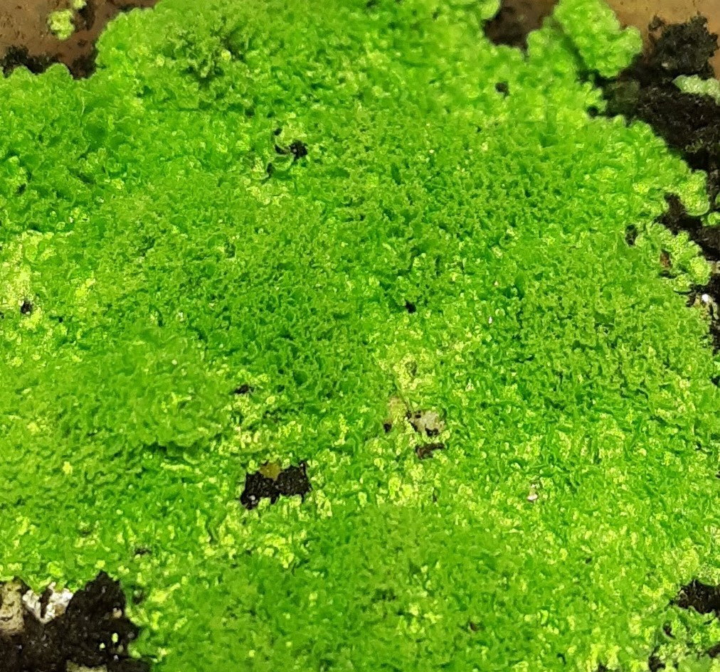 Rarität! Antrophyum cf. plantagineum, Mini Farn, (Bodendecker und Rückwandbegrünung)