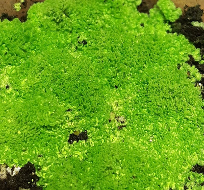 Rarität! Antrophyum cf. plantagineum, Mini Farn, (Bodendecker und Rückwandbegrünung)