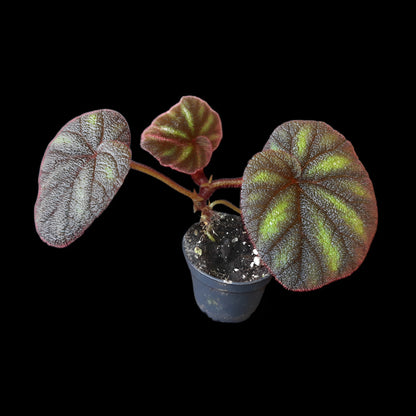 Begonia versicolor