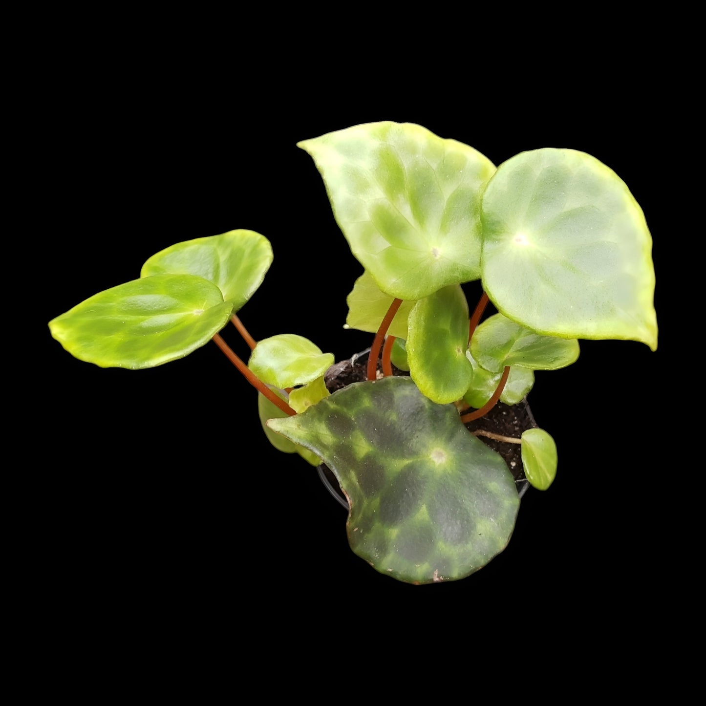 Begonia kingiana