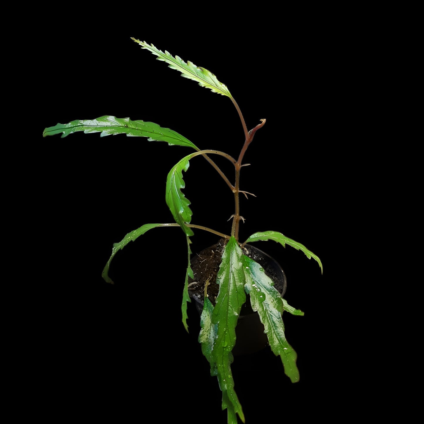 Begonia henrilaportei (Miniaturbegonie)