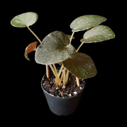 Begonia caramoanensis (U185)