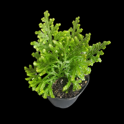 Selaginella vogelii