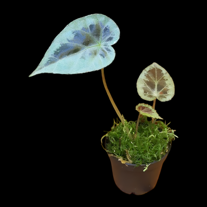 Begonia burkillii silver edge