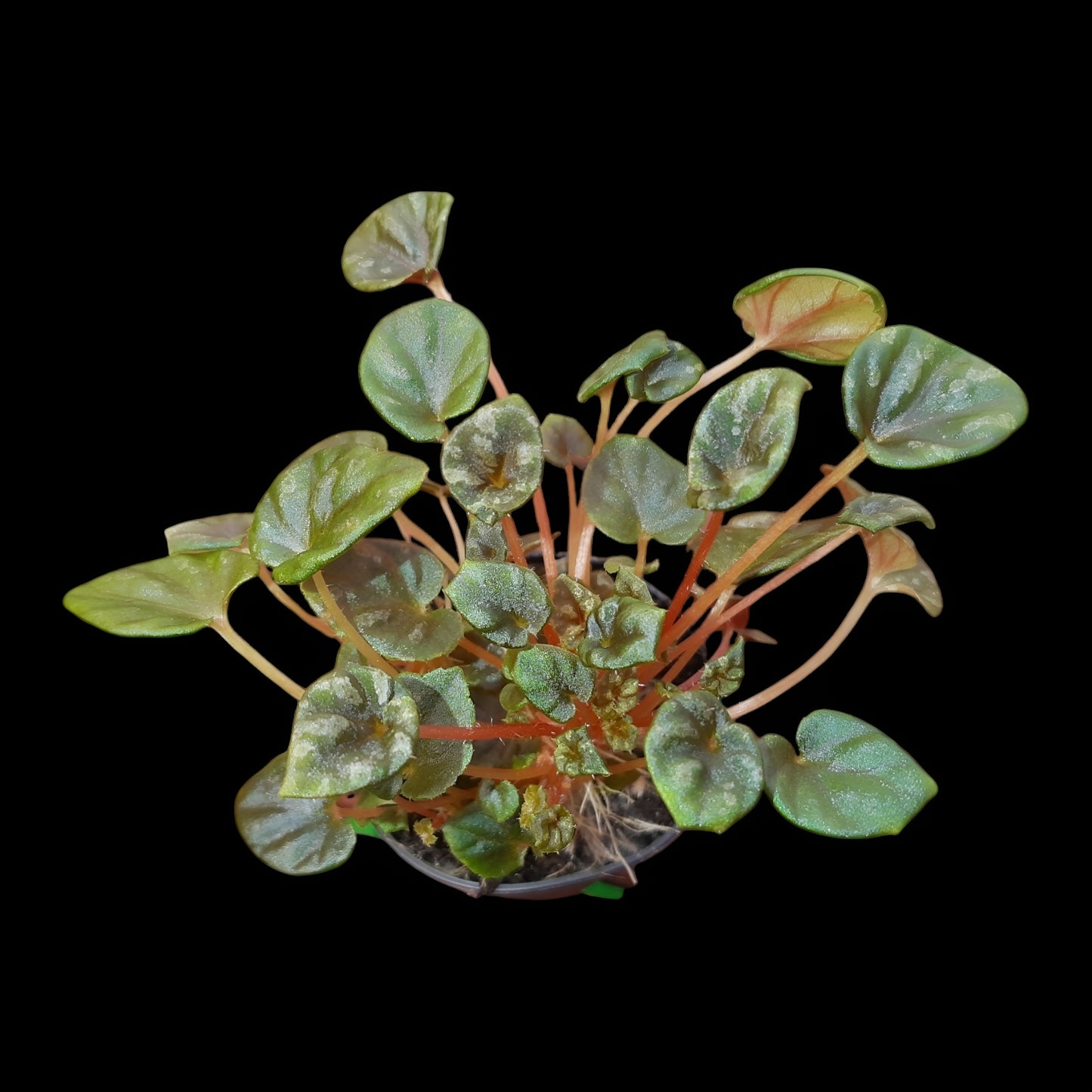 Begonia peridot