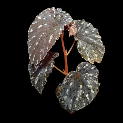 Begonia atricha