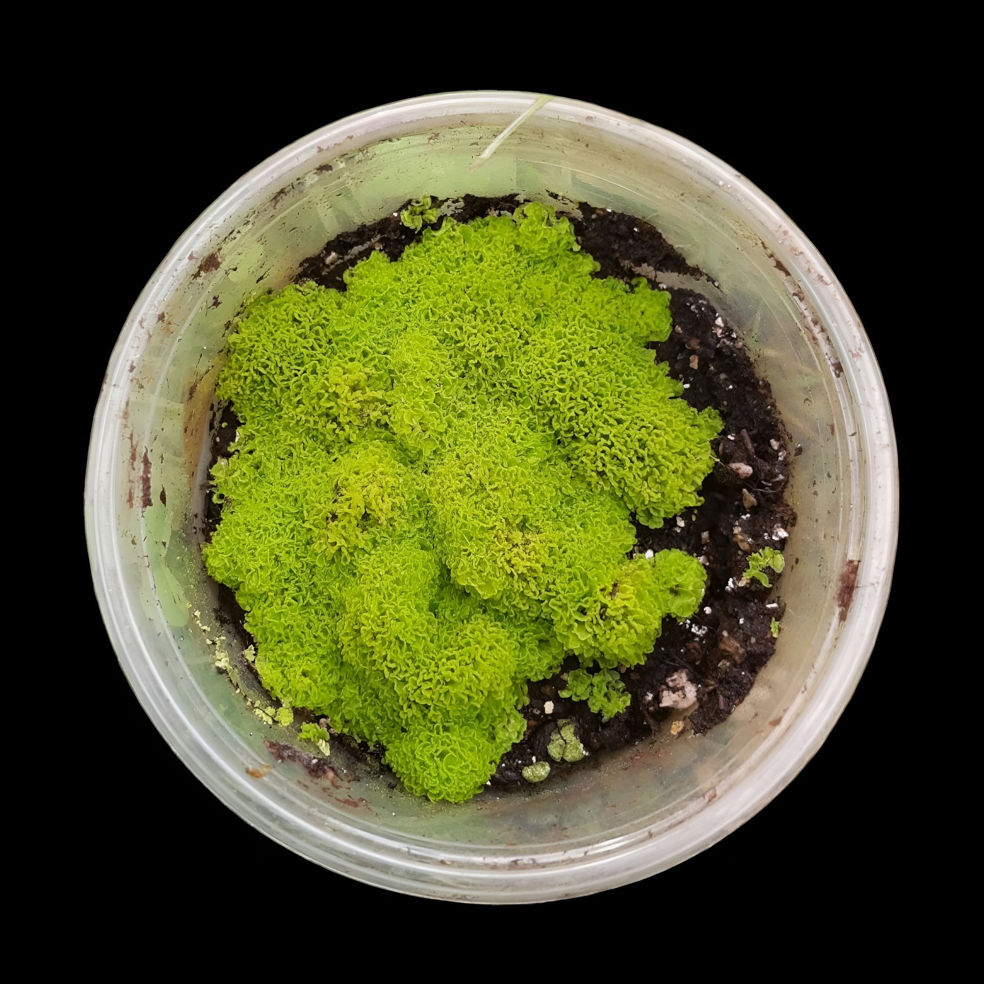 Selaginella Martensji Moosfarn, Terrarien Pflanzen Regenwald Terrarium –  Tims-Terraristik