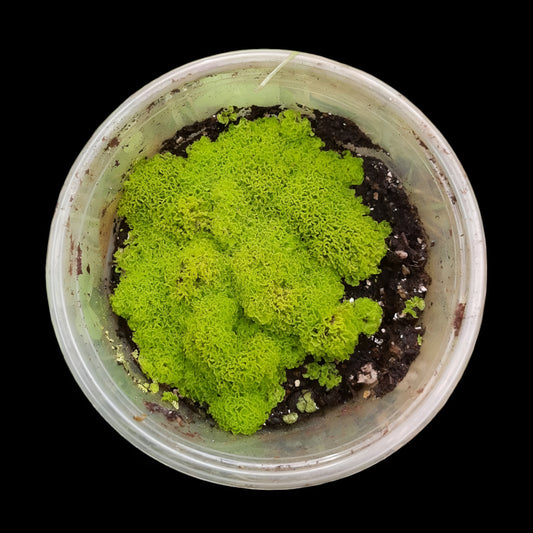 Rarität! Antrophyum cf. plantagineum, Mini Farn, (Bodendecker und Rückwandbegrünung)